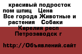 красивый подросток пом шпиц › Цена ­ 30 000 - Все города Животные и растения » Собаки   . Карелия респ.,Петрозаводск г.